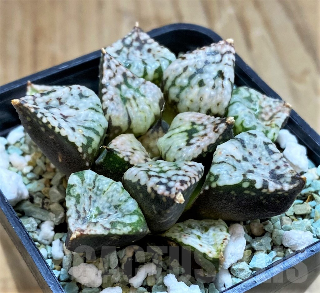 SH12162 Haworthia picta 'Pandora' - Image 2