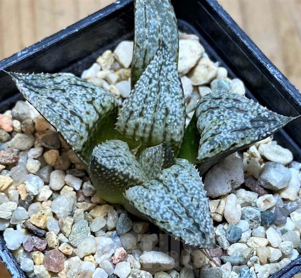 SH12198 Haworthia picta 'White' - Image 3