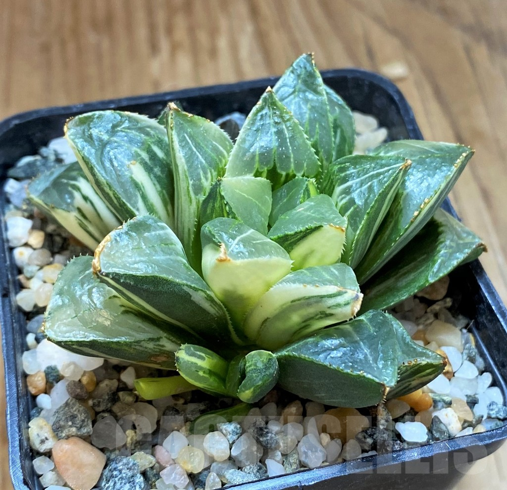 SH12205 Haworthia retusa f. variegata - Image 2