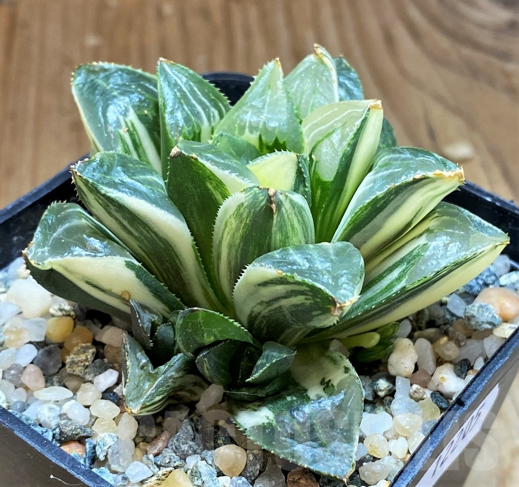 SH12205 Haworthia retusa f. variegata - Image 3