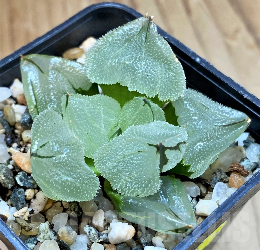 SH12169 Haworthia 'Ice City' hybrid - Image 2