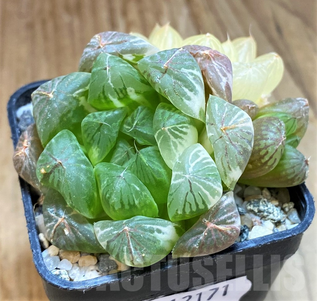 SH12171 Haworthia obtusa f. variegata
