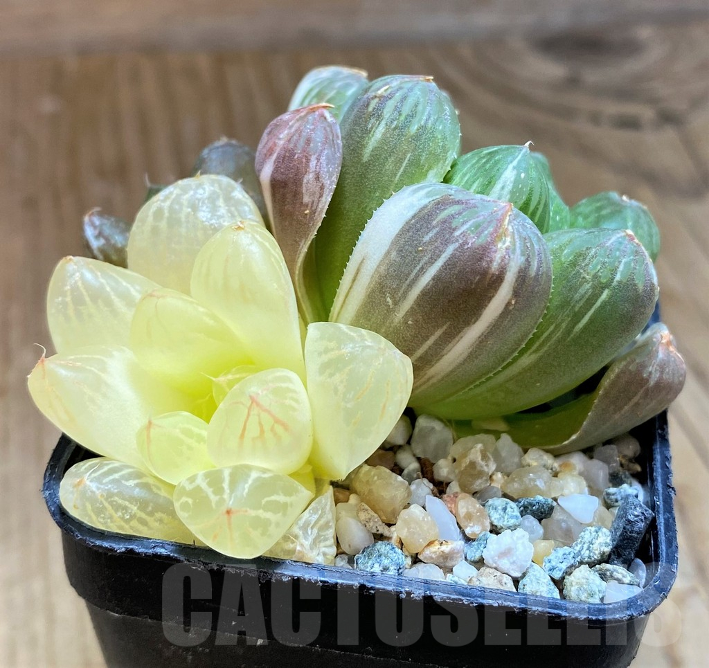 SH12171 Haworthia obtusa f. variegata - Image 2