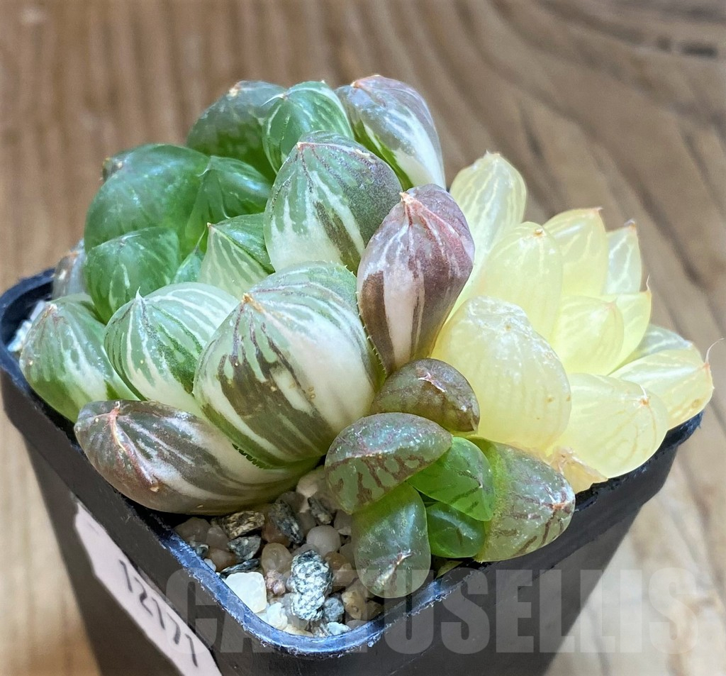 SH12171 Haworthia obtusa f. variegata - Image 3
