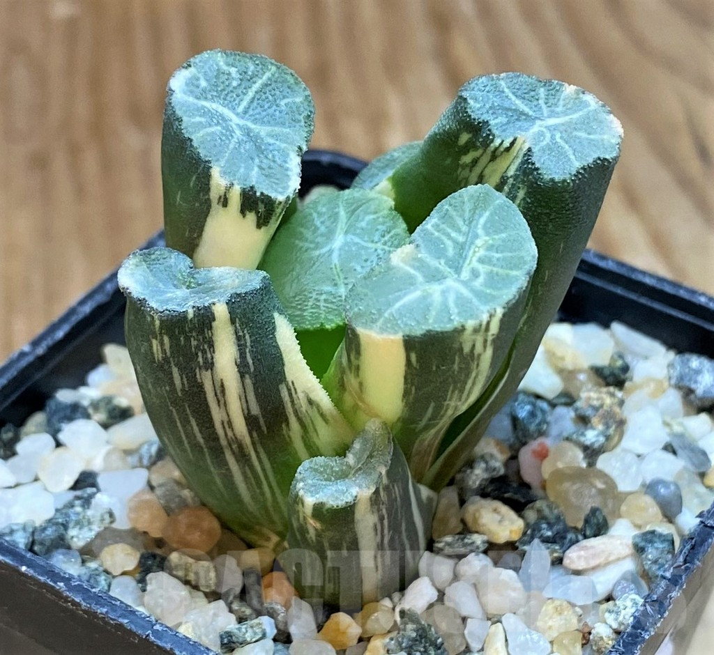 SH12172 Haworthia maughanii f. variegata - Image 2