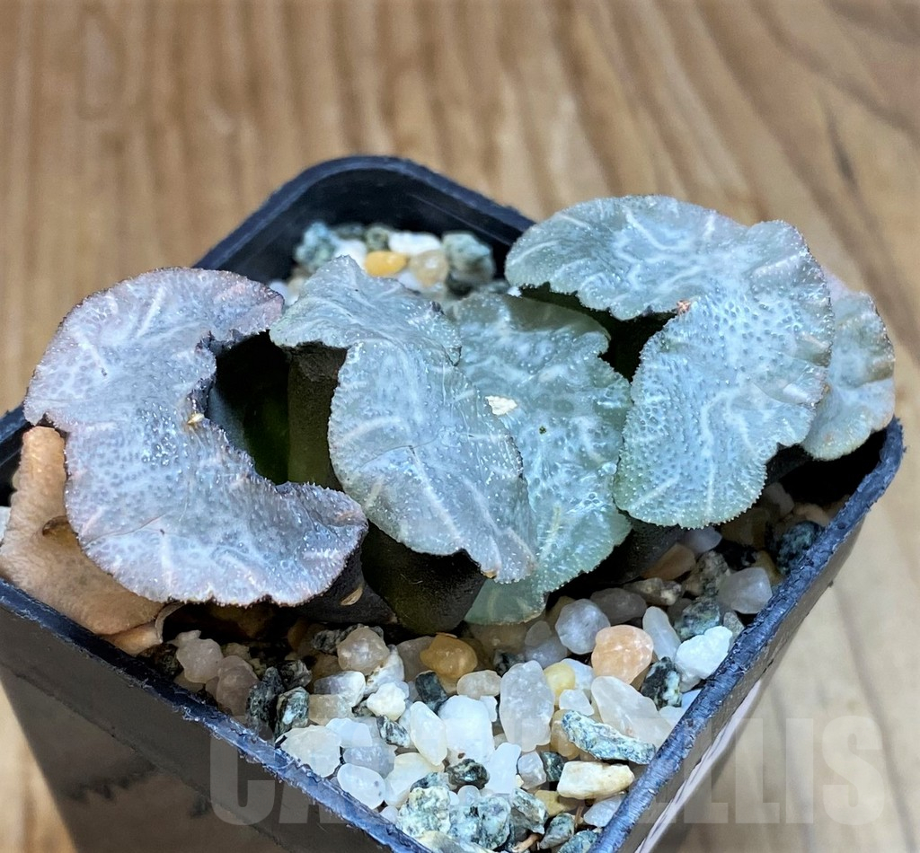SH12173 Haworthia truncata ‘Disarrayed Jade Fan’ - Image 2