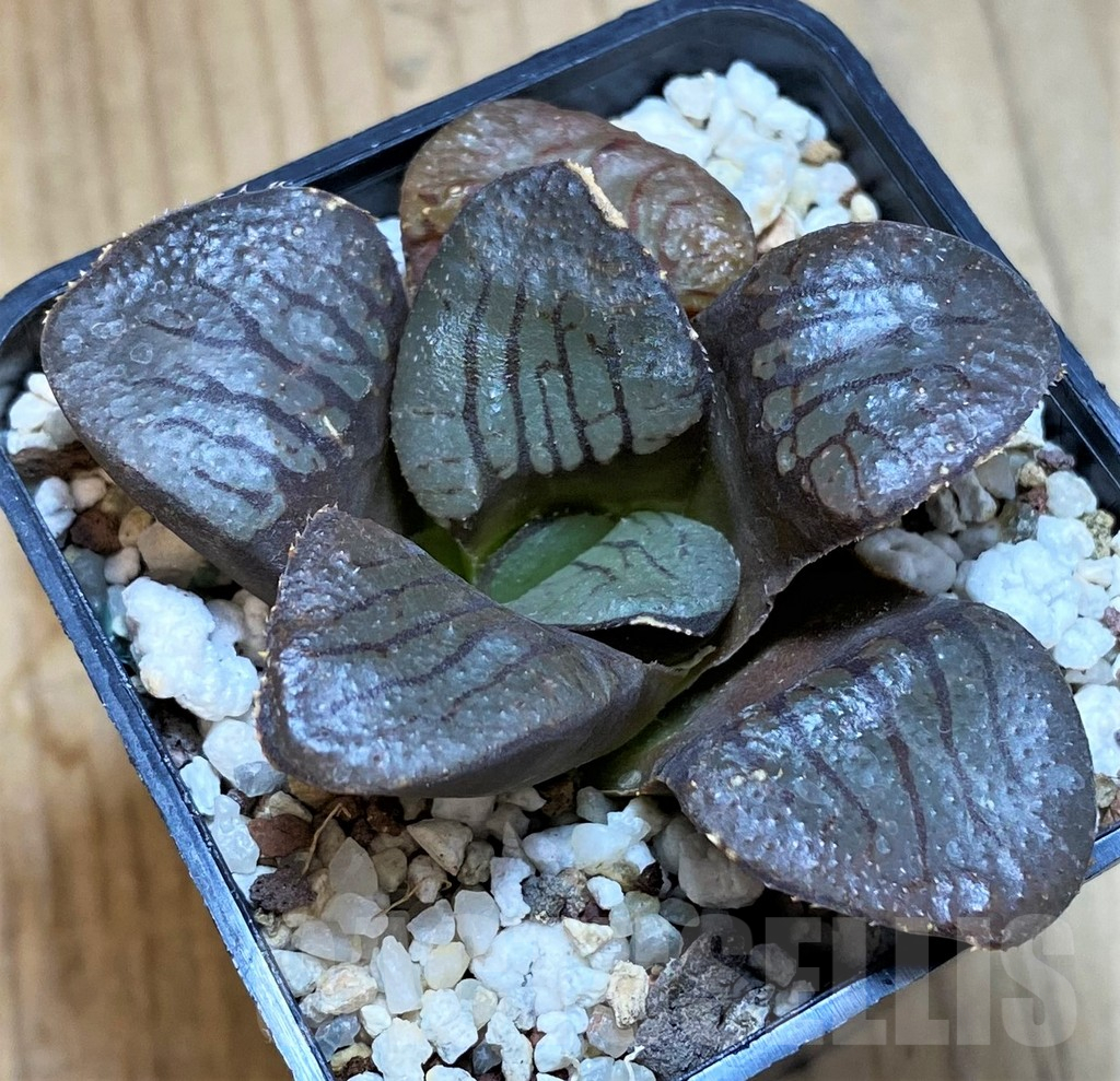 SH12175 Haworthia springbokvlakensis 'Makai' - Image 2