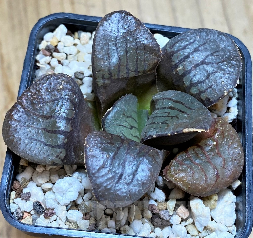 SH12175 Haworthia springbokvlakensis 'Makai' - Image 3