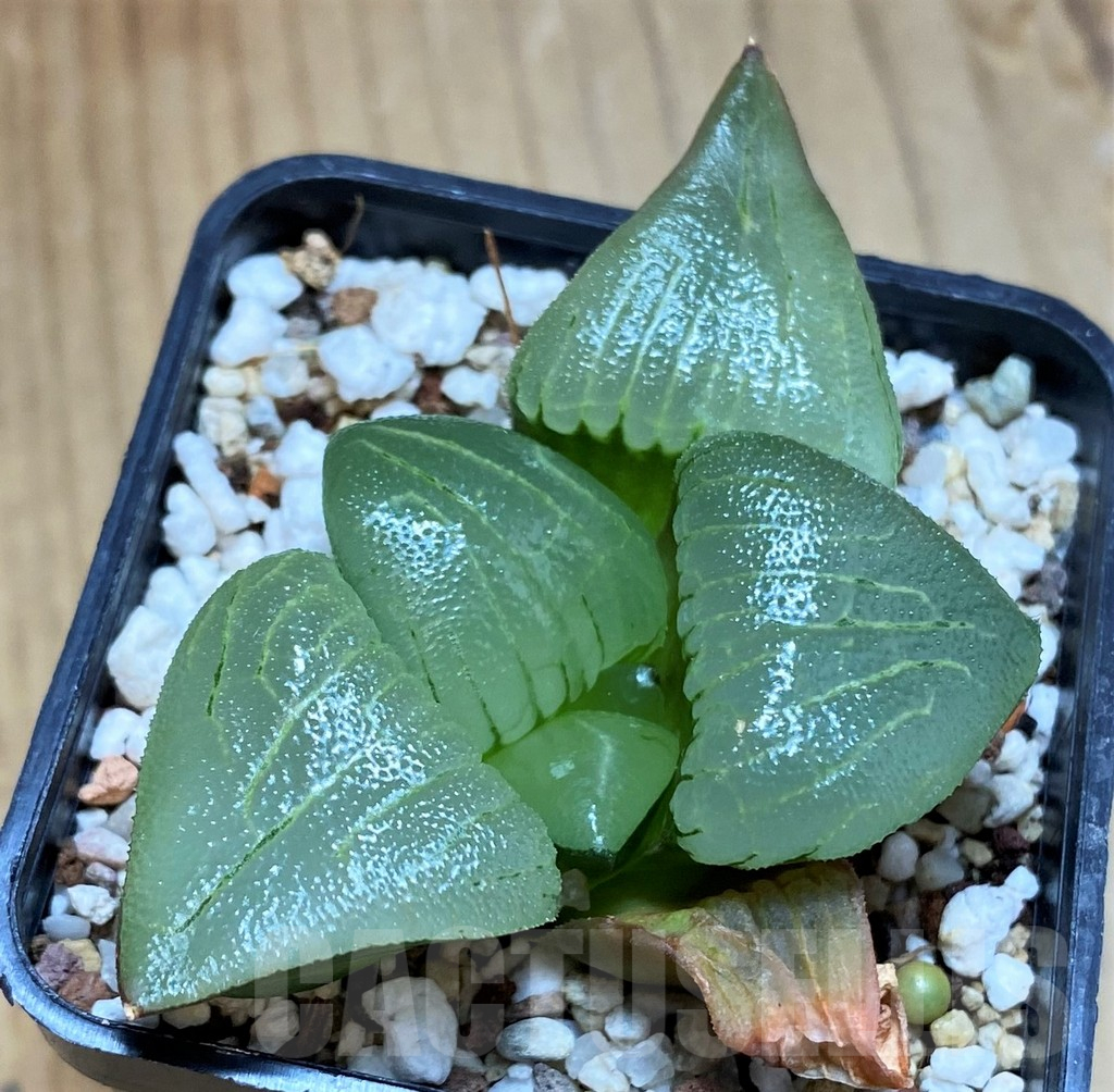 SH12182 Haworthia bayeri hybrid -Japan-