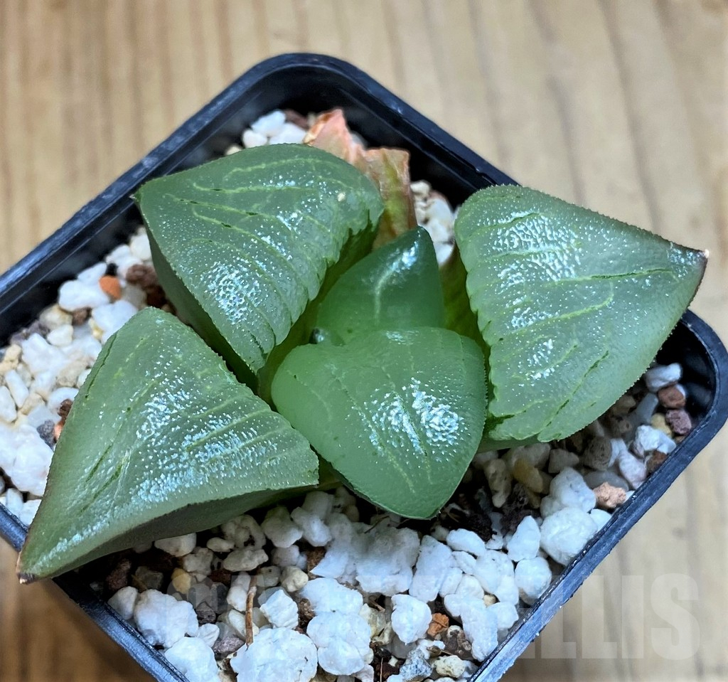 SH12182 Haworthia bayeri hybrid -Japan- - Image 2