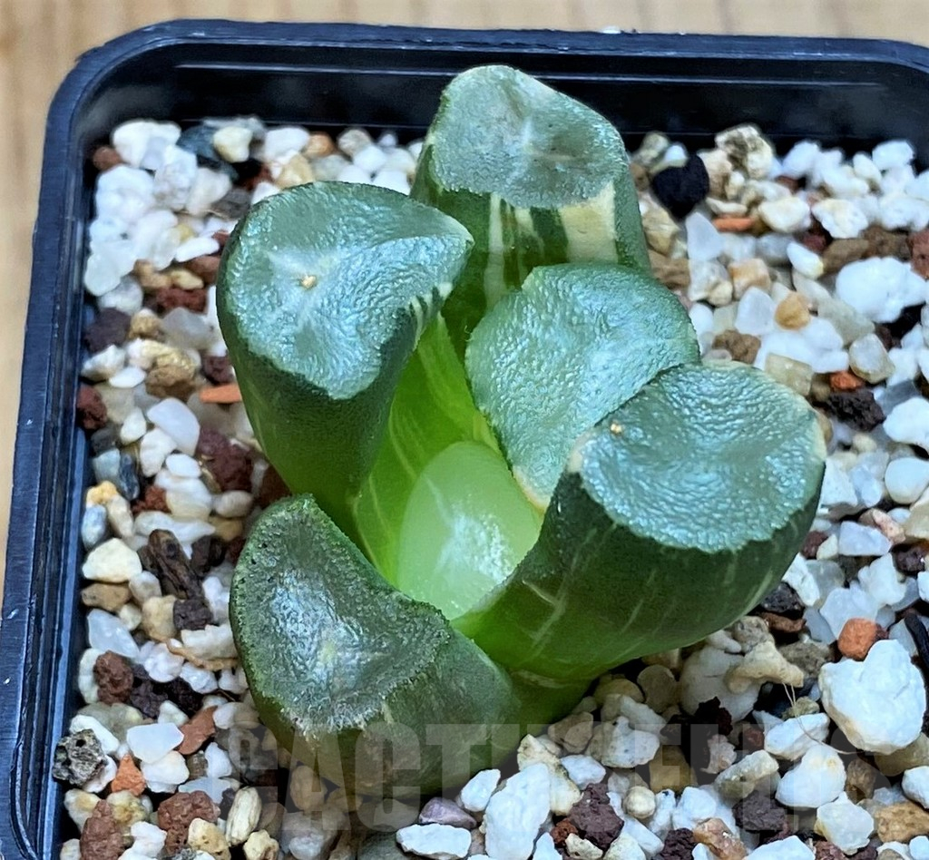 SH12184 Haworthia maughanii f. variegata - Image 3