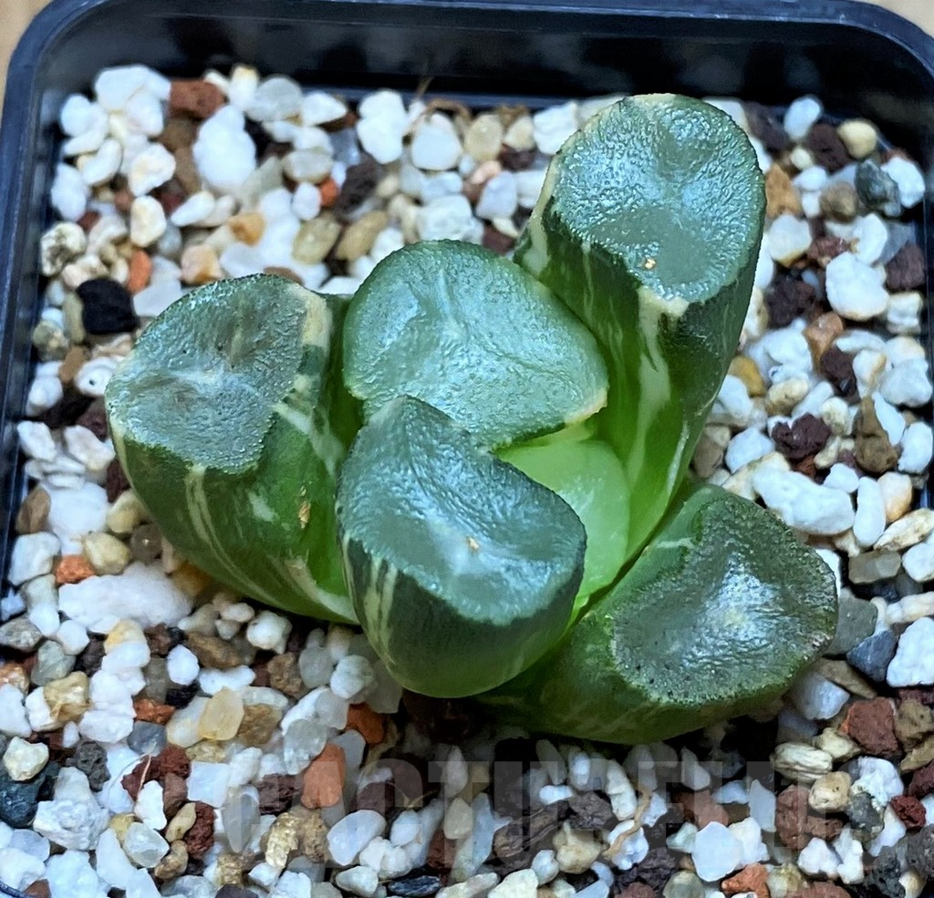 SH12184 Haworthia maughanii f. variegata - Image 2