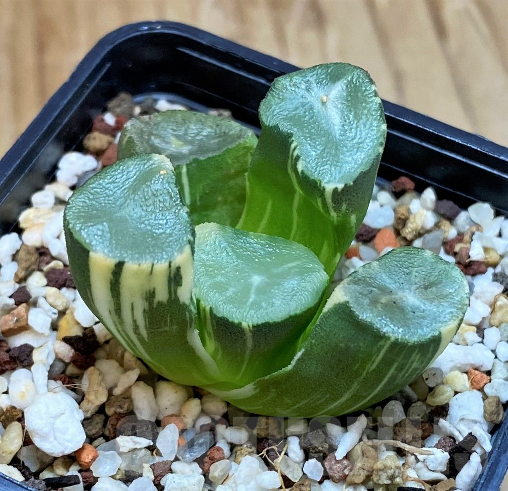SH12184 Haworthia maughanii f. variegata