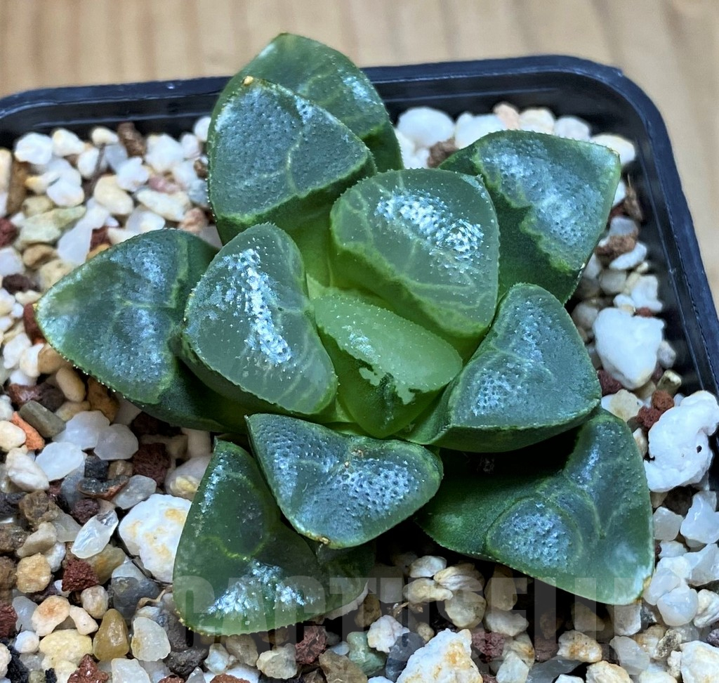SH12185 Haworthia bayeri 'Auspicious clouds'
