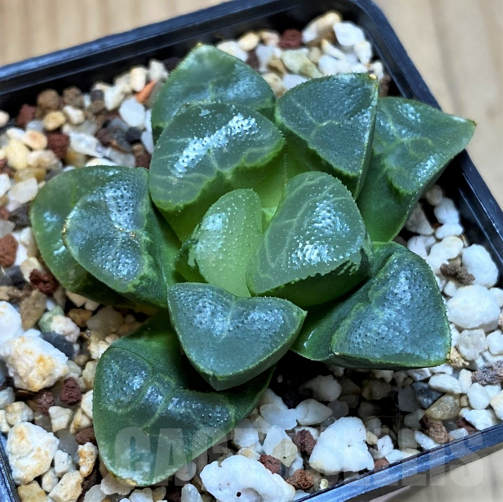 SH12185 Haworthia bayeri 'Auspicious clouds' - Image 2