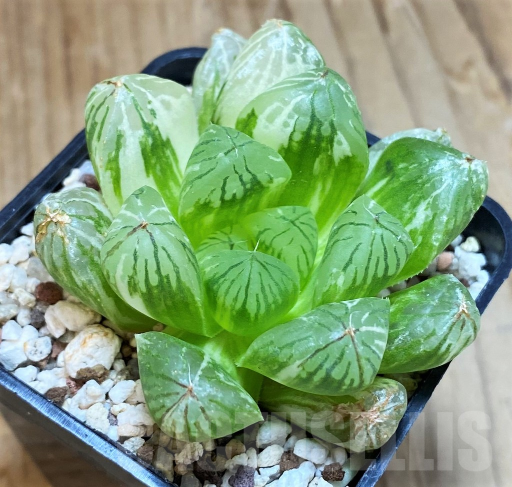 SH12187 Haworthia obtusa f. variegata