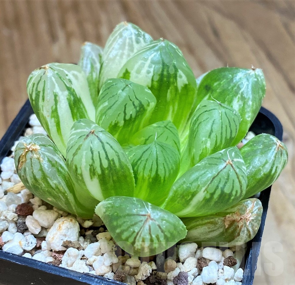 SH12187 Haworthia obtusa f. variegata - Image 2
