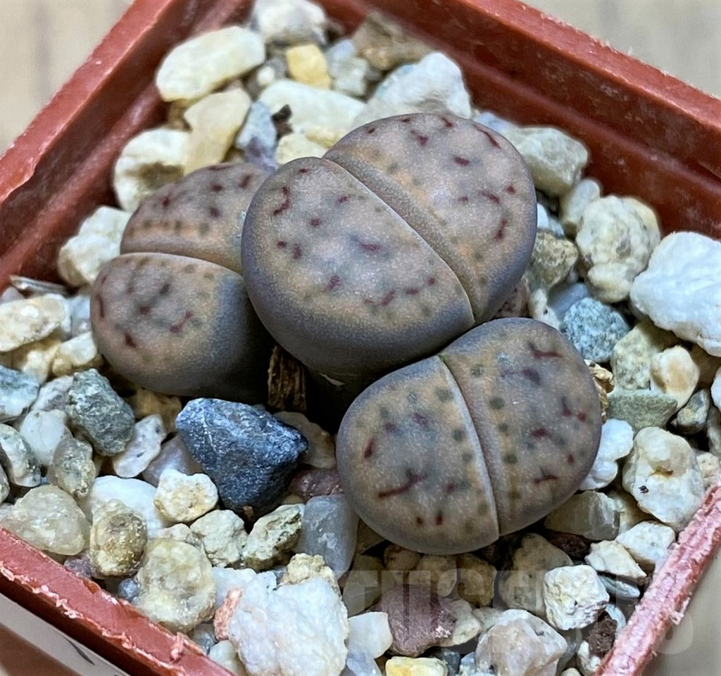 SH12310 Lithops schwantesii C80