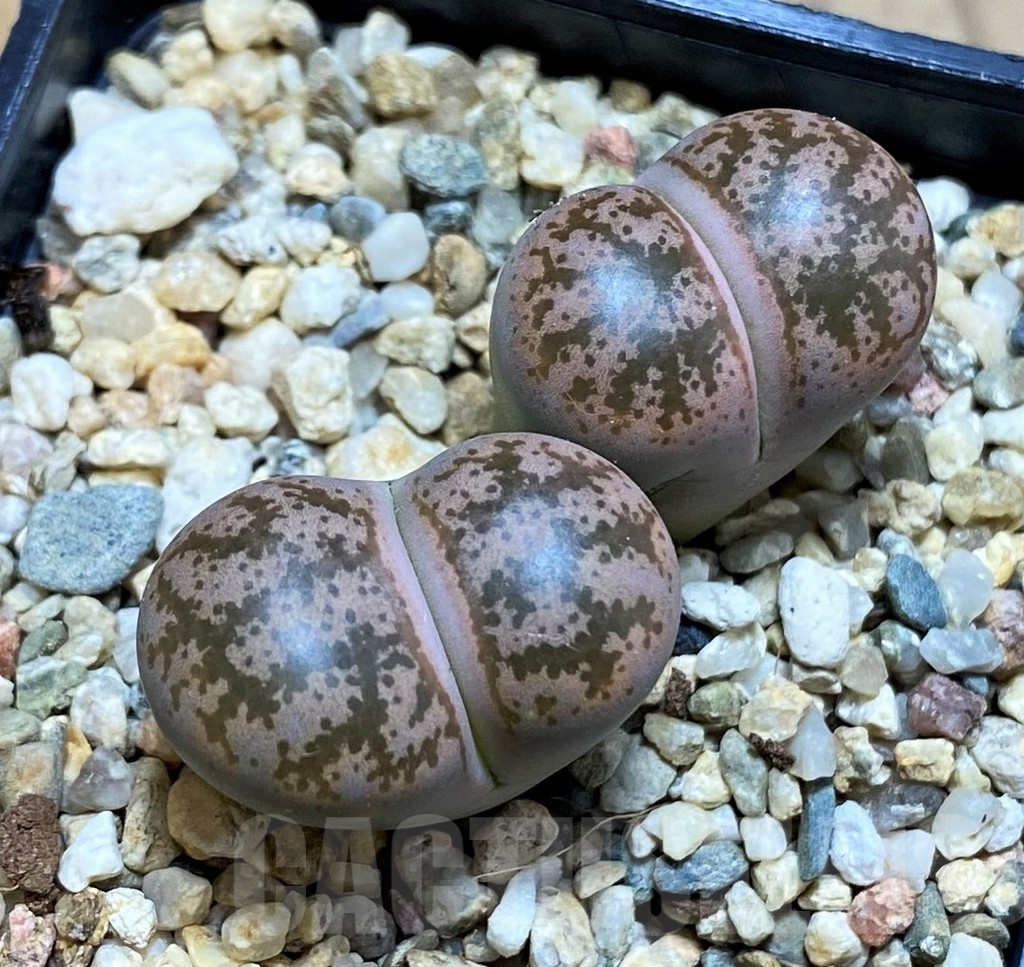 SH12320 Lithops coleorum