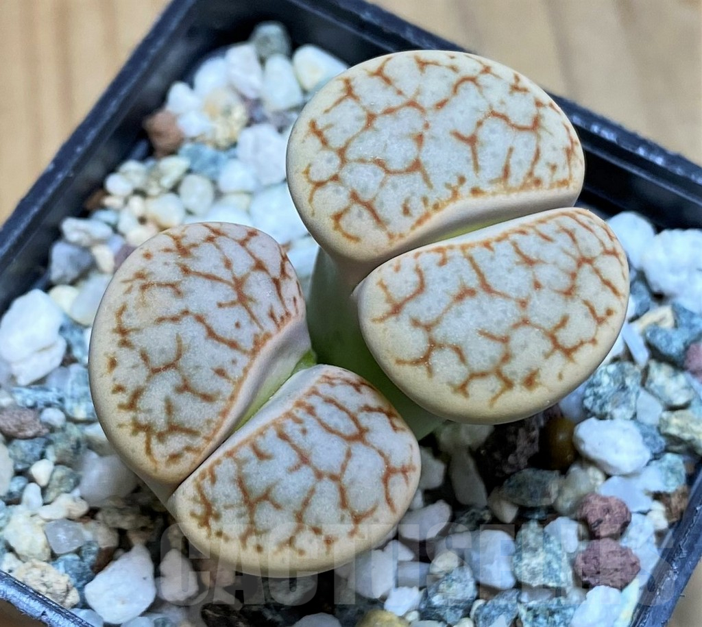 SH12323 Lithops pseudotruncatella v. dendritica