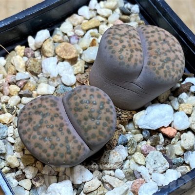 SH12324 Lithops fulviceps