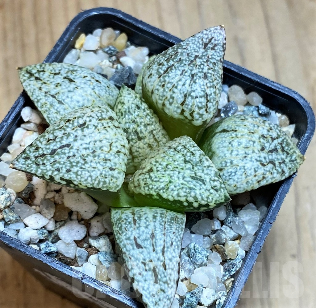 SH12330 Haworthia picta 'Snow White Silver' - Image 2