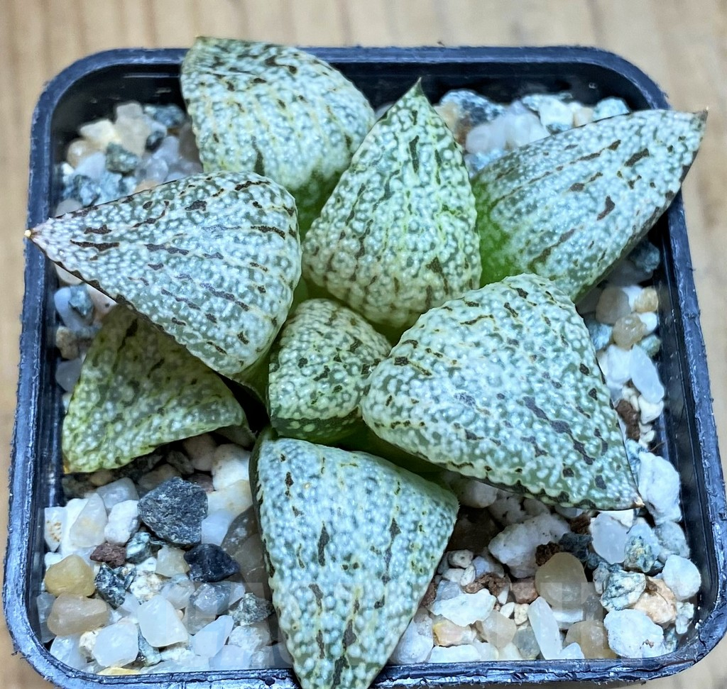 SH12330 Haworthia picta 'Snow White Silver'