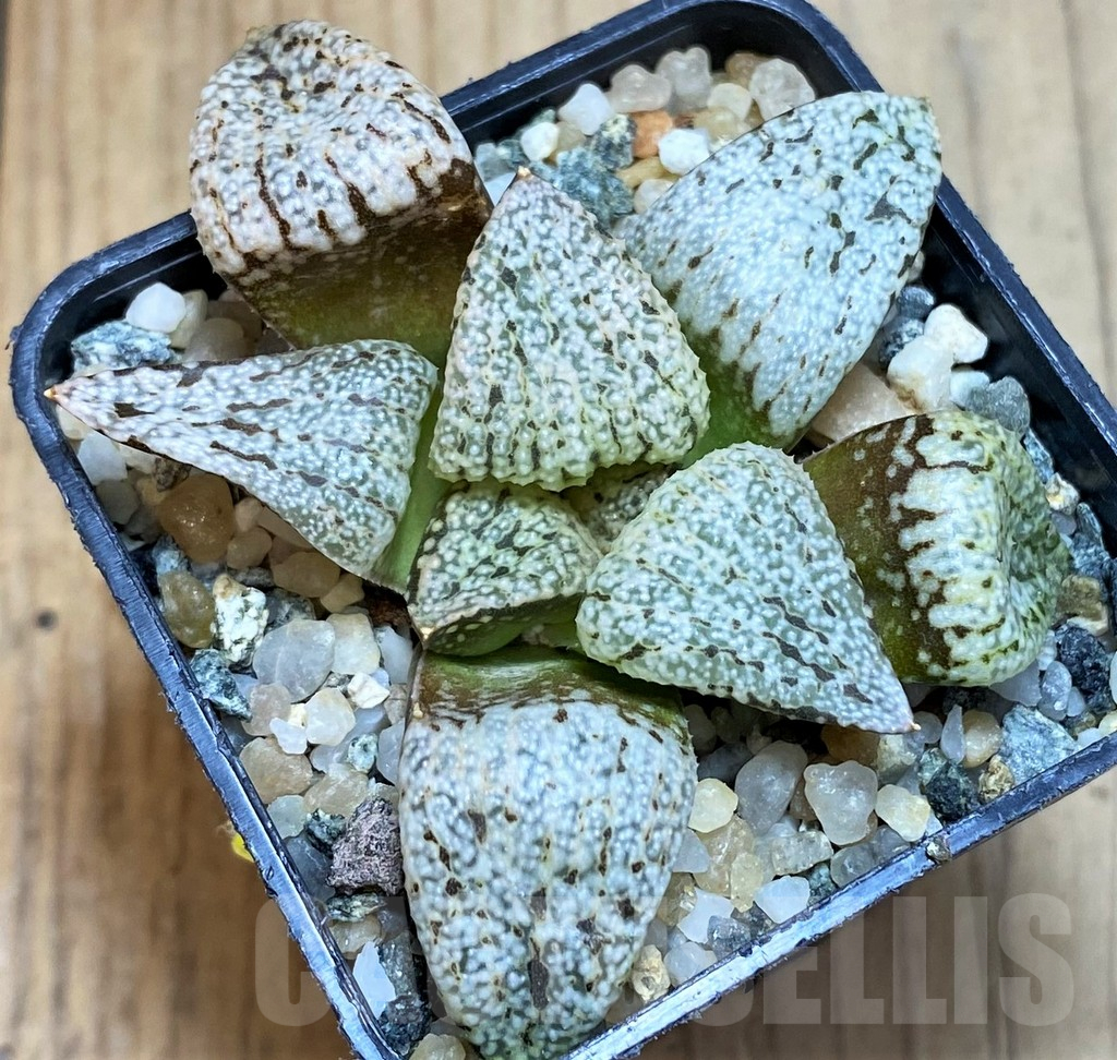 SH12331 Haworthia picta 'Snow White Silver'