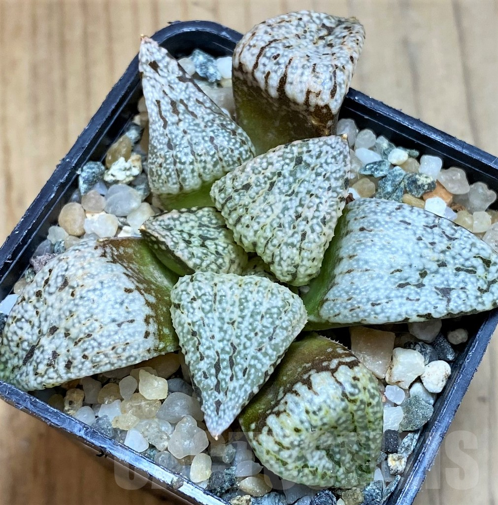 SH12331 Haworthia picta 'Snow White Silver' - Image 2