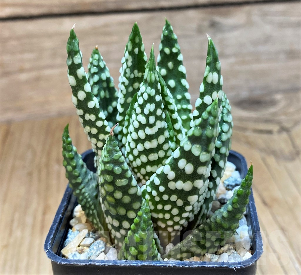 SH12337 Haworthia 'Opalina' hybrid