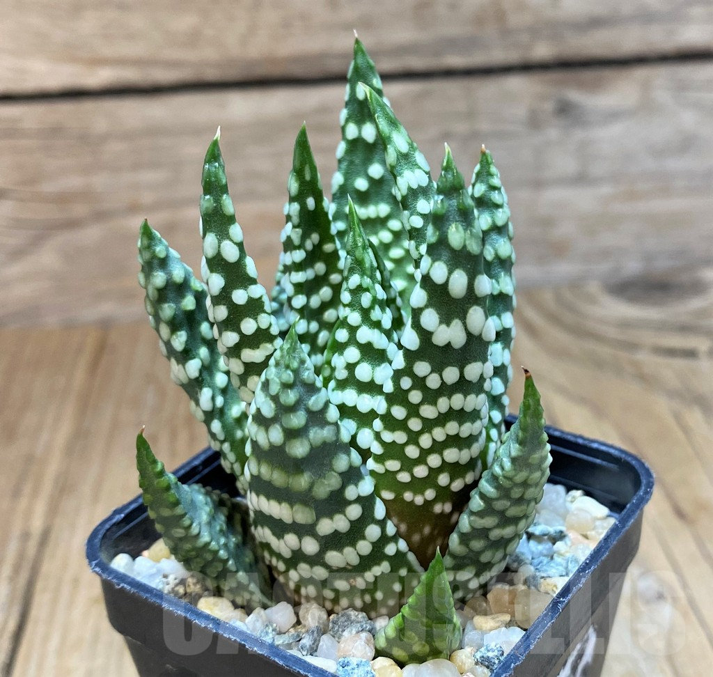 SH12337 Haworthia 'Opalina' hybrid - Image 2