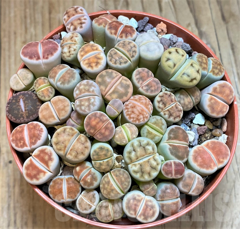 SH12275 Lithops karasmontana 'Lateritia' mix