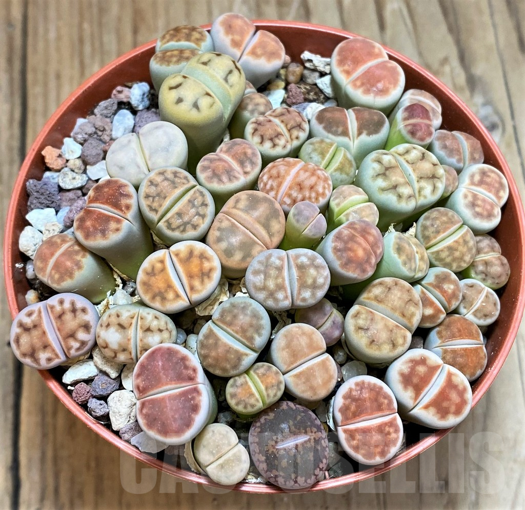 SH12275 Lithops karasmontana 'Lateritia' mix - Image 2