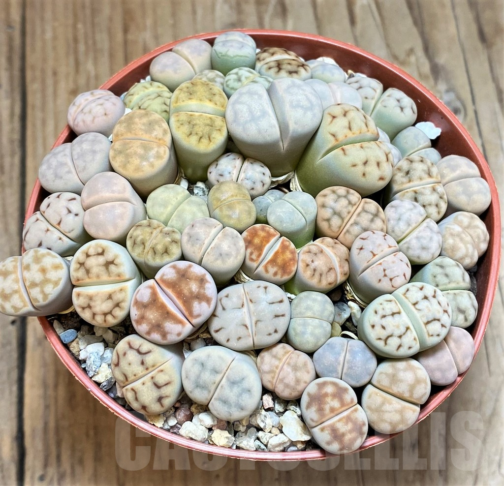 SH12284 Lithops karasmontana mix - Image 2