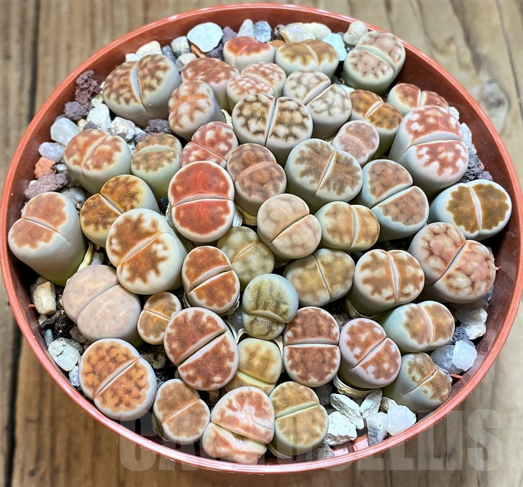 SH12285 Lithops karasmontana 'Red Brown' - Image 2