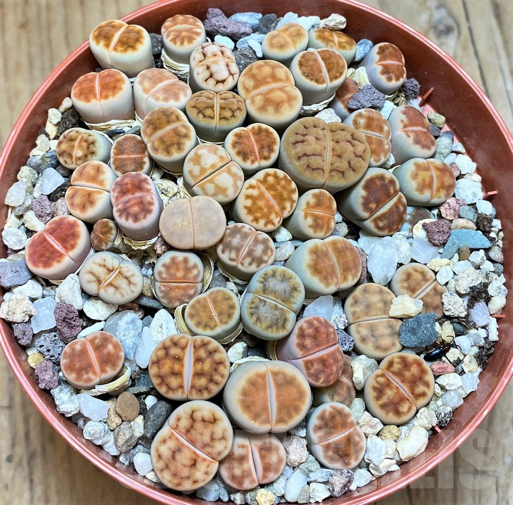 SH12286 Lithops karasmontana 'Red Brown' - Image 2