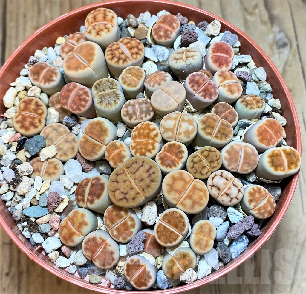 SH12286 Lithops karasmontana 'Red Brown'