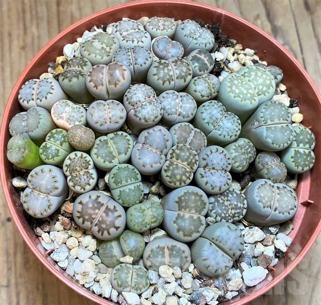 SH12287 Lithops fulleri v. rouxii - Image 2