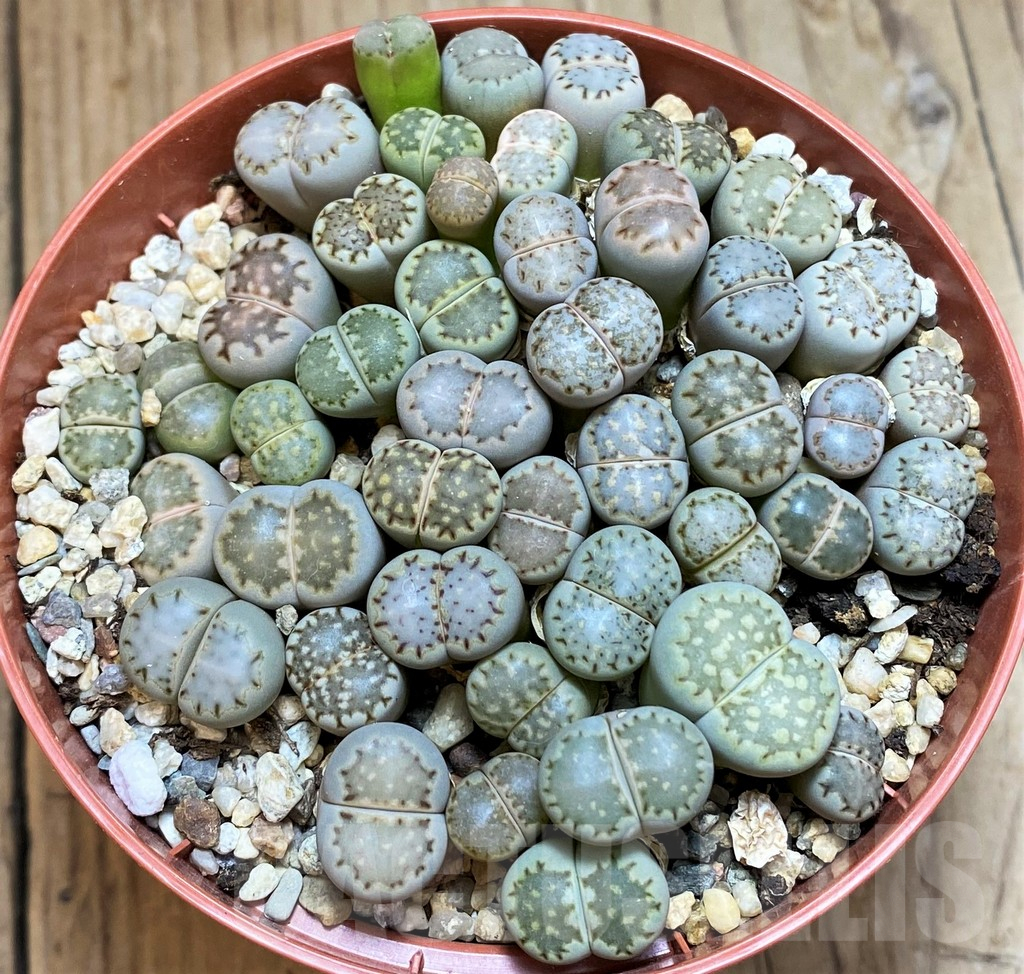 SH12287 Lithops fulleri v. rouxii
