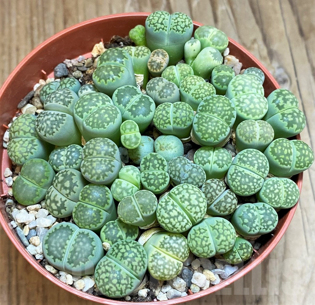 SH12290 Lithops fulleri 'Fullergreen' - Image 2