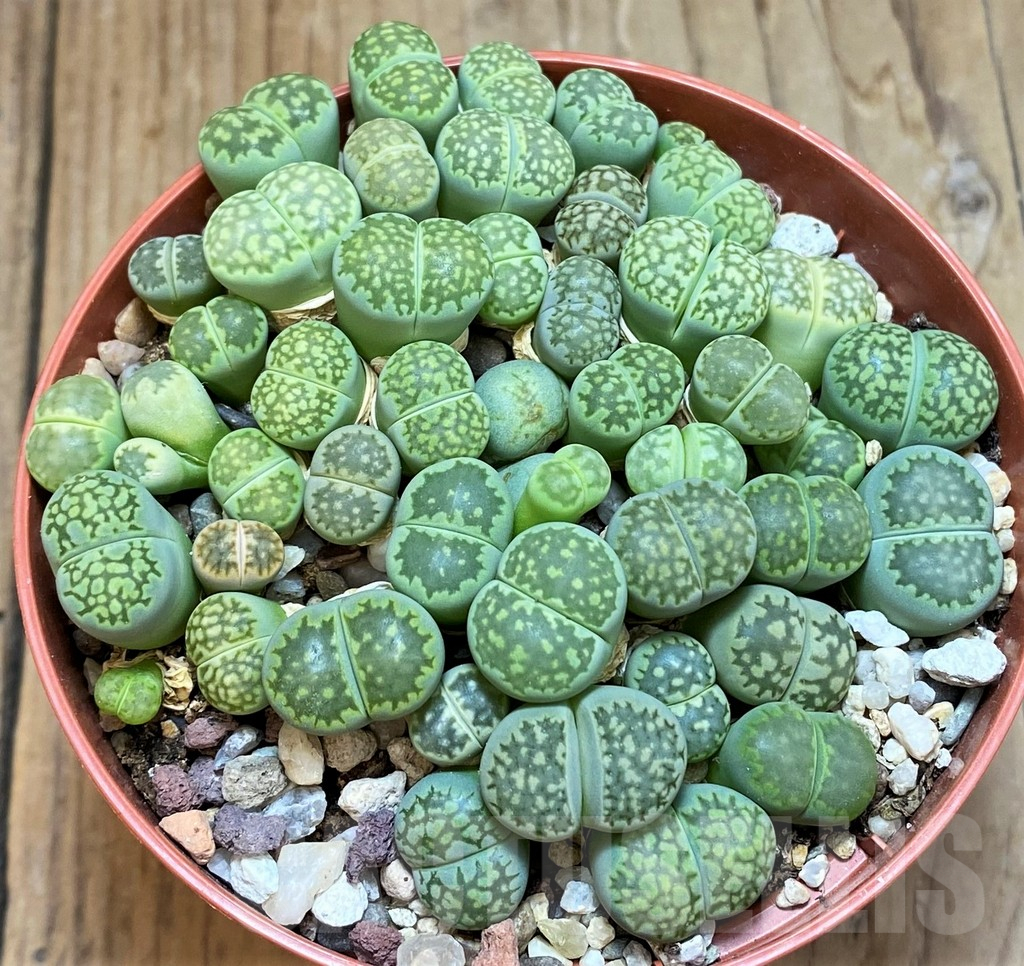 SH12290 Lithops fulleri 'Fullergreen'