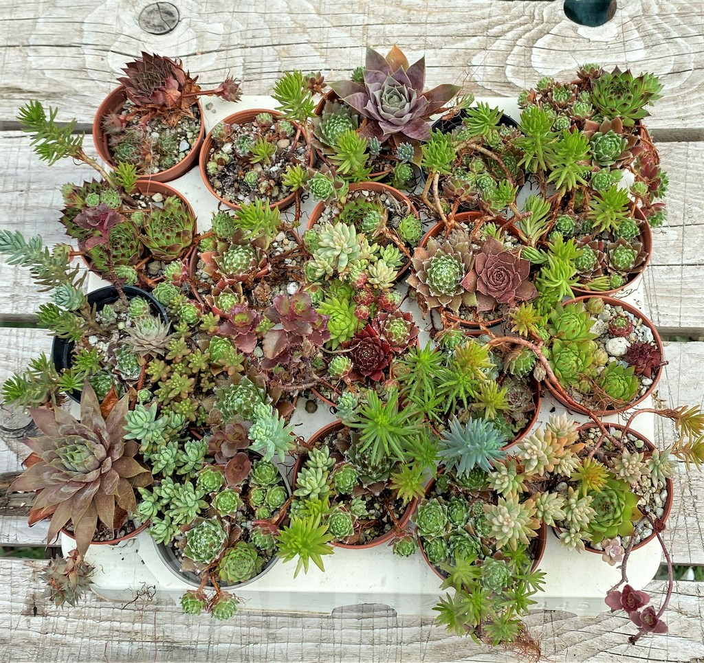 SH12402 Sempervivum, Sedum mix, 20 pots
