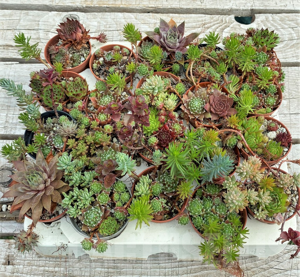 SH12402 Sempervivum, Sedum mix, 20 pots - Image 2