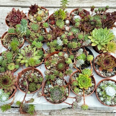 SH12401 Sempervivum, Sedum mix, 20 pots