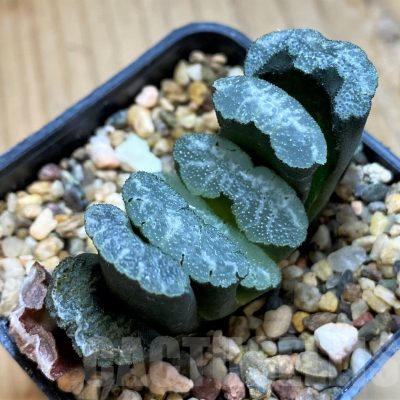 SH12437 Haworthia truncata -Japan-