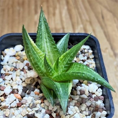 SH12440 Haworthia limifolia hybrid f. variegata