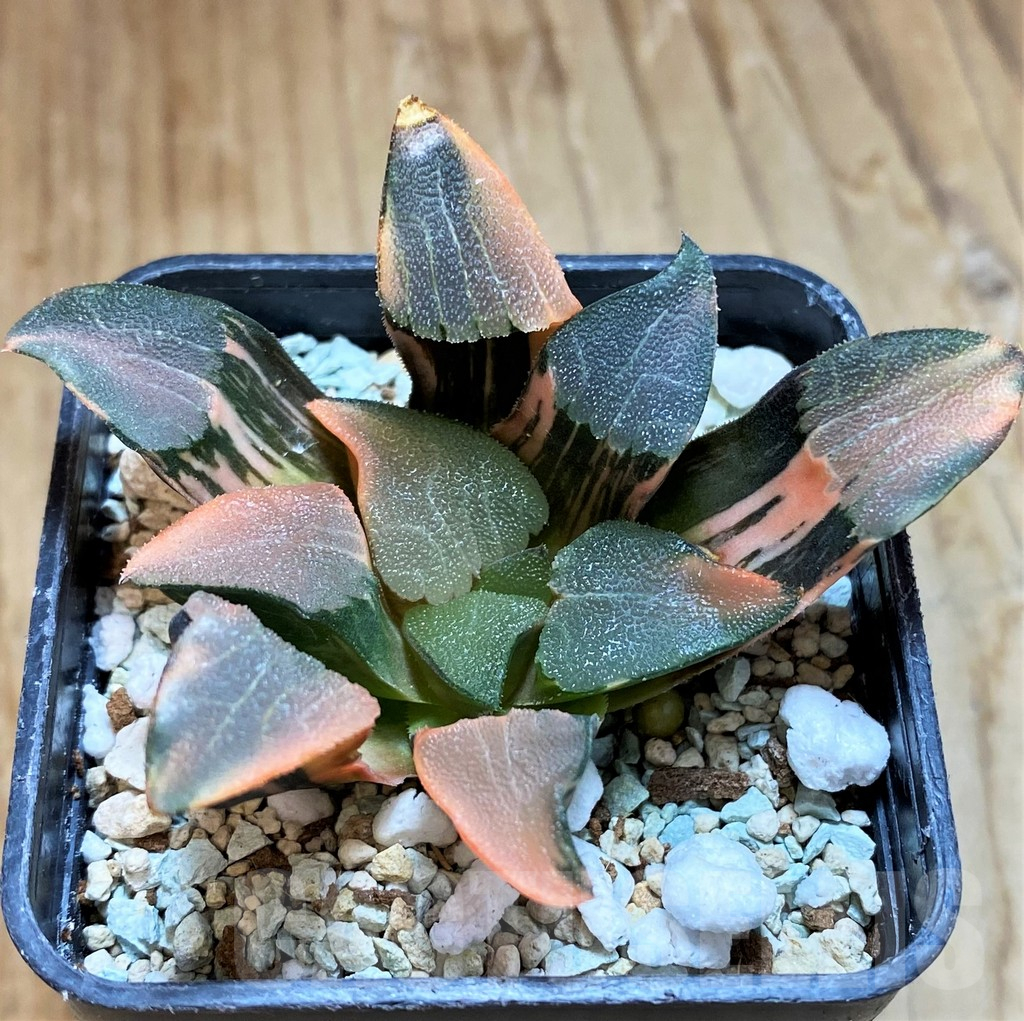 SH12443 Haworthia bayeri f. variegata - Image 2