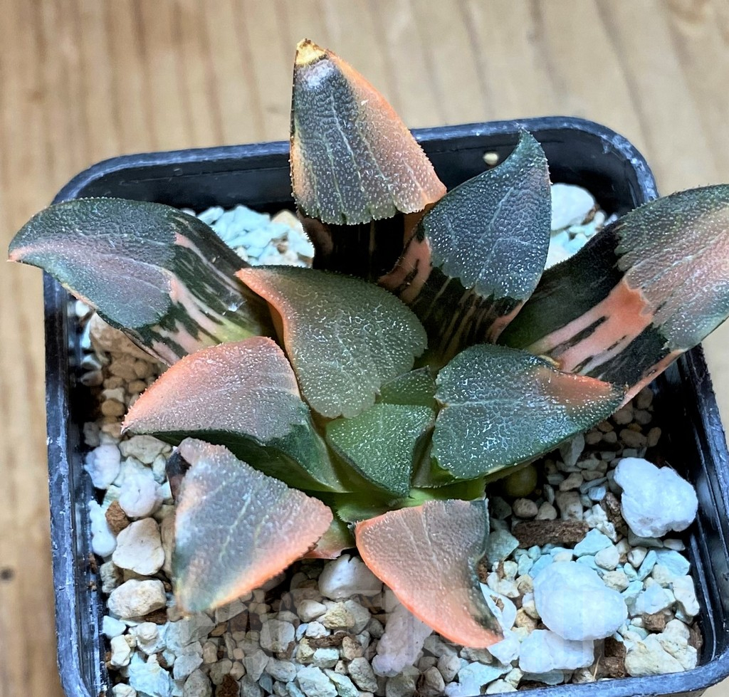SH12443 Haworthia bayeri f. variegata - Image 3