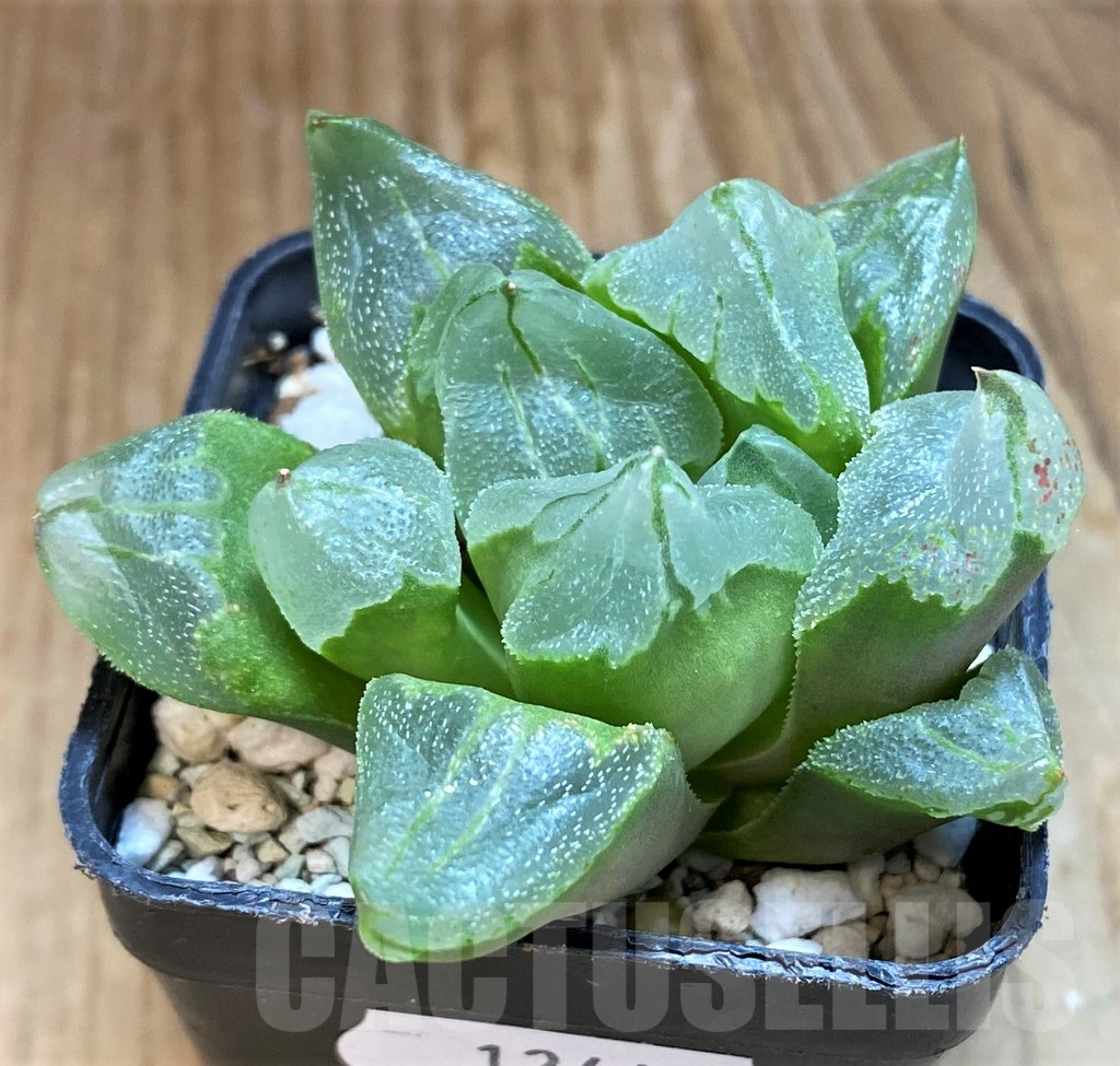 SH12446 Haworthia 'Ice City' - Image 2