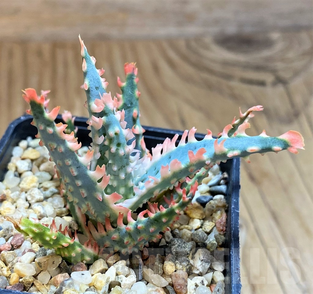 SH12451 Aloe TCT hybrid - Image 2